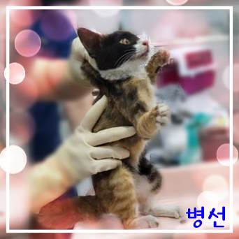 보호중 믹스묘의 가…